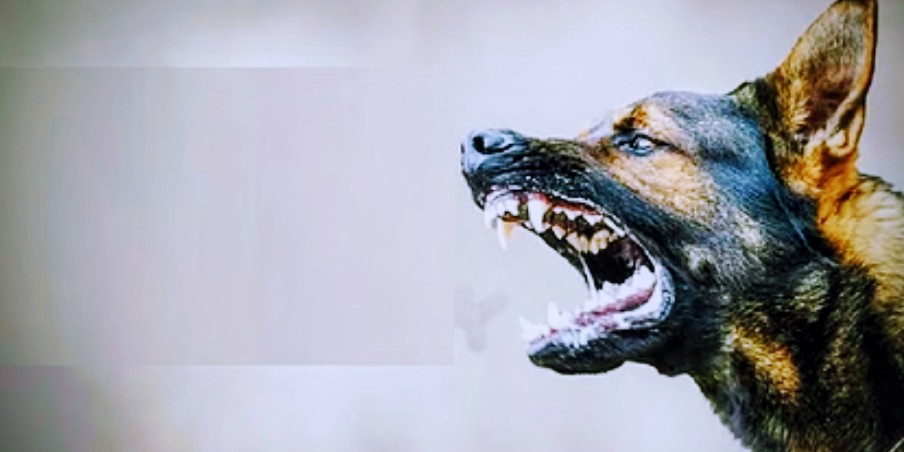 पागल कुत्ते के काटने से हुई गाय की मौत,  दूध पीने से 17 ग्रामीण बीमार, गांव में मचा हड़कंप